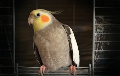 PetCare Veterinary Website – Frontend Design Prototype